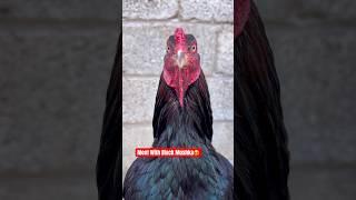 Number One Rooster | Black Mushka#rooster #chicks #youtubeshorts #murga