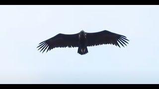 Cinereous Vulture flying high  4K