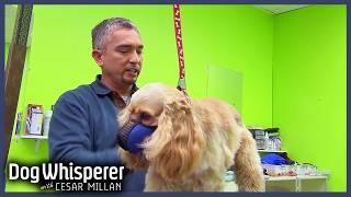 Cesar Takes On Groomer's Toughest Dogs | S4 Ep 21 | Dog Whisperer With Cesar Millan
