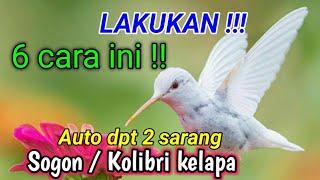 cara mencari sarang Sogon / Kolibri Kelapa dg mudah