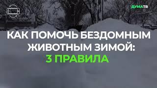 Помощь бездомным животным зимой