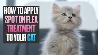 How to Apply Spot On Flea Treatment to your Cat