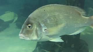 Variety of Ocean Fish in the Aquarium: Permit, Rays, Eels etc...