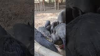 Million Dollar Wild Boar Farm in Southeast Asia!