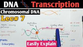 DNA Transcription In Urdu Hindi | From DNA To RNA