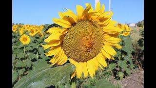 НА ЮГЕ РОССИИ РАСЦВЕЛИ ПОДСОЛНУХИ | SUNFLOWERS HAVE BLOOMED IN THE SOUTH OF RUSSIA