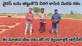 Virus Tolerant Teja Segment Chilli Seeds | Red Chilli Farming | New Chilli Hybrid Variety | Prime