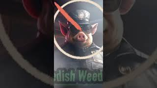 Swedish Weed War - StonedSweeden 420 music #420 #music #newmusic #musik