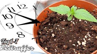 Zeitraffer(Timelapse) tag 1-7 Communety Projekt & growyourown cannabis Keimlinge (seed)