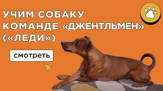 Как научить собаку команде "Джентльмен" ("Леди")? Учим собаку скрещивать лапы.