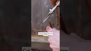 Get your raspberry patch ready for the season with these 3 pruning tips!  #pruningraspberries