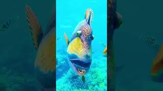 Titan triggerfish #shorts #dubaiaquarium #fiss #dubai #aquarium #video
