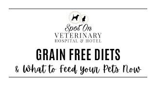 Grain Free Diets & What to Feed your Pet Now