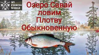 My Fishing World / Плотва обыкновенная / Озеро Савай