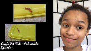 Pet Insects Episode 1: Orange Fanta