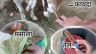 Royal goat farm  daily vlog  day #66 तेल और मसाले के फायदे