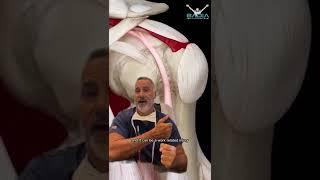 Orthopedic surgeon explains : proximal biceps rupture using 3D4Medical animation #orthopedics