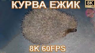 КУРВА ЕЖИК 8K 60FPS