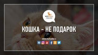 Кошка - не подарок (приют для кошек "Муркоша")