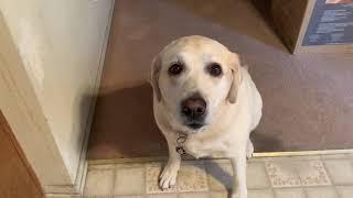 PSA (Pets Service Announcement) by Kona Star