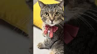Comparing my cats from kittenhood to now #shorts #cat #funny