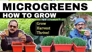 How to Grow Microgreens I घर पर कम जगह में उगाएं माइक्रोग्रीन्स #microgreens