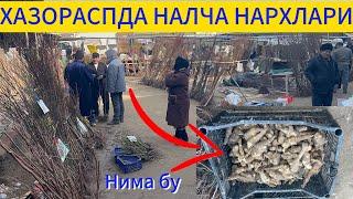 ХАЗОРАСП БОЗОРИДА НАЛЧА НАРХЛАРИ 08 03 25 г