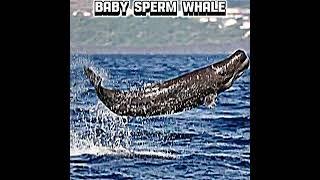 Baby sperm whale vs colossal squid