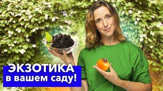 5 ДИКОВИННЫХ РАСТЕНИЙ ДЛЯ САДА, которые скупают тысячами в последние годы! Вырастут и у вас!