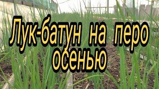 Лук батун на перо осенью