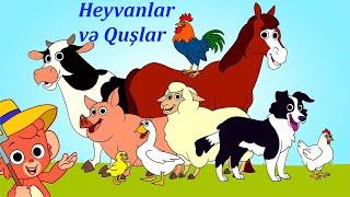 Heyvanlar ve Quslar ile ilk tanisliq (7 Oyredici Video Bir Arada)