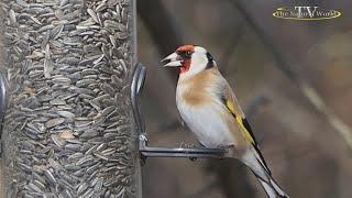 Голоса птиц "Щегол" (Carduelis carduelis).#Голоса #птиц #Щегол #Carduelis #carduelis #natural #world