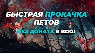  Как получить бесплатно питомцев BDO Питомцы без доната / BDO петы / Black Desert питомцы 4 ранг