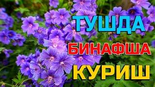 Туш табири - Тушда бинафша куриш