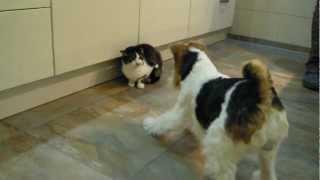 Wilson vs. Pinsel (Foxterrier vs. Cat)