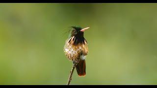 The Hummingbirds of Tapir Valley Nature Reserve