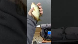 Crappie jig. #fishingshorts #mnfishing #crappie #crappiefishing
