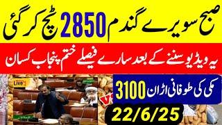 Wheat Support Final Price In Punjab 2025 ll Gundam Rate Today l گندم کا نیا ریٹ تازہ lMakki rate2025