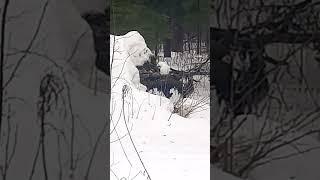 The black, gray-eyed cat Bayun walks past the gray-eyed, gray goatlet, to a black-eyed Sasquatch.