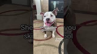 Who agrees… Ms. Barker is a liar  #jasonbankscomedy #dogs #shorts #comedy #reportcard #dogvideos