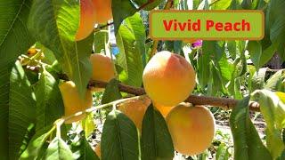 Costco买的桃树（Vivid Peach）第二年就大丰收  II　Vivid Peach适合种植区域　种植温度　种植要求