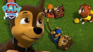 ¡Cuando Ryder se vaya, depende de Katie proteger la bahía! | PAW Patrol Episodio Español