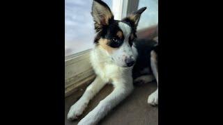 Seeing My Dogs | Snowmobiling in Deep Pow and Low Temps