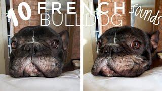 10 French Bulldog Noises