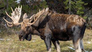 Largest Bull Moose Appears to Court Cow During the Rut