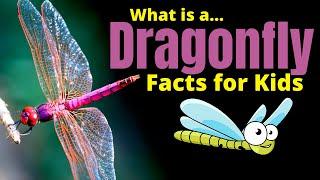 Dragonfly Facts for Kids | Learn About One of the Most Fascinating Insects