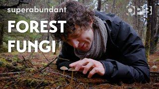 Merlin Sheldrake explores coastal Oregon forest fungi | Superabundant