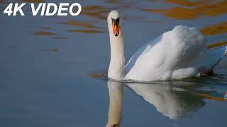 Vibrant WILD BIRDS in 4K (60FPS) - Relaxing Nature Ambience