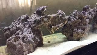 Deep sandbed setup in saltwater aquarium : carib sea pink fiji sand