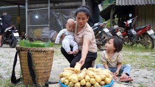 Harvest Corn Bring it Home, Steam it Hot, and Sell it at the Market | ly Tieu Ca 97.